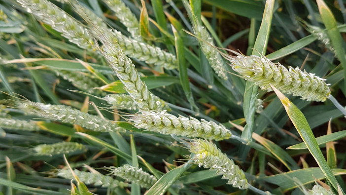 Scientists examine wheat genes to boost the crops disease resistance
