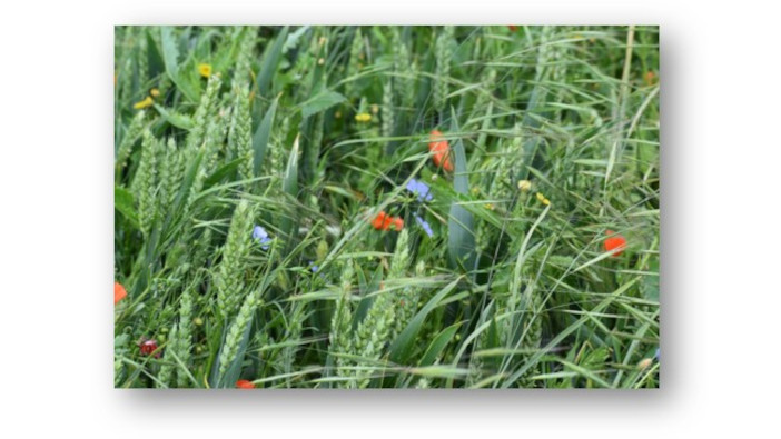 BCPC digitises historic Weed Research Organisation data