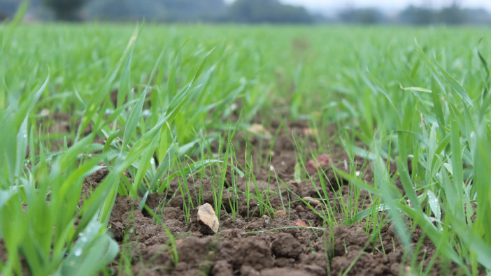 Growers urged to pay close attention to grassweeds this autumn