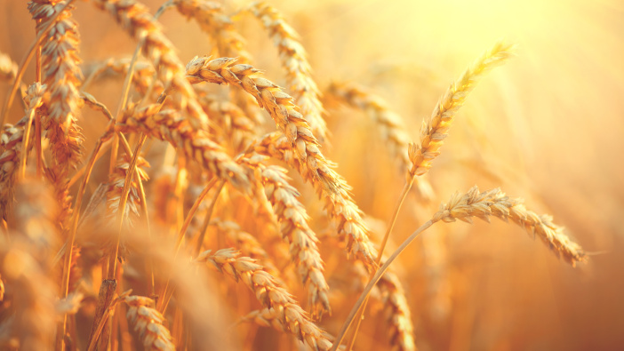 Wheat production set to recover in 2025, though imports remains high