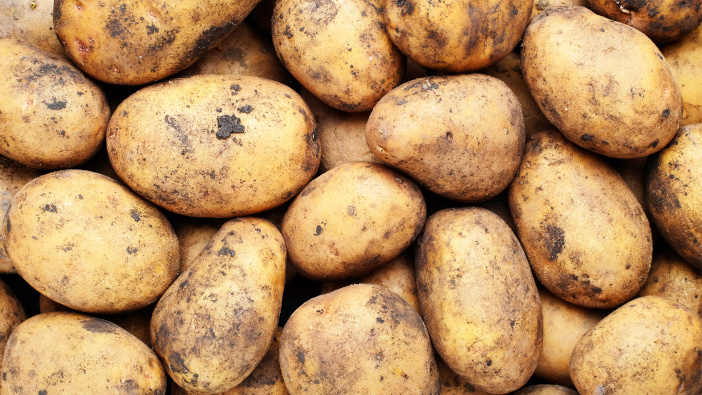 Potato industry set to benefit from seven levy funded projects