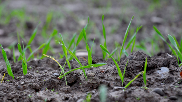 Agronomist offers tips after delayed winter drilling