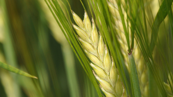 Spring barley growers should look to consistent performance