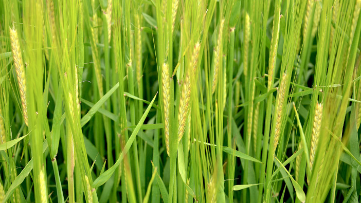 Syngenta varieties promoted on latest malting approved list