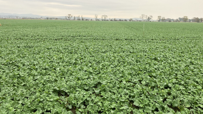 Limagrain OSR varieties join the Recommended List