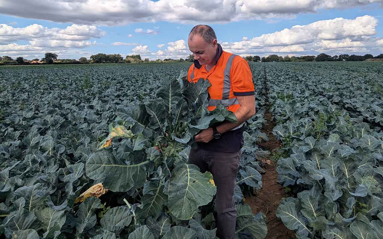 Farm manager Jason Smith examines cauliflowers