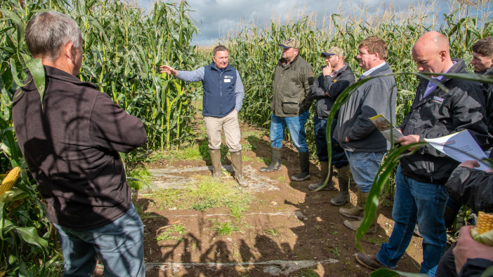 Hutchinsons maize trials highlight drilling dates