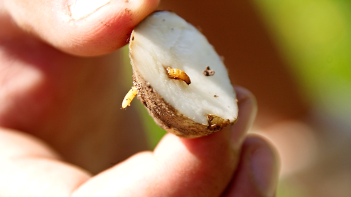 Fera Enigma project makes wireworm breakthrough