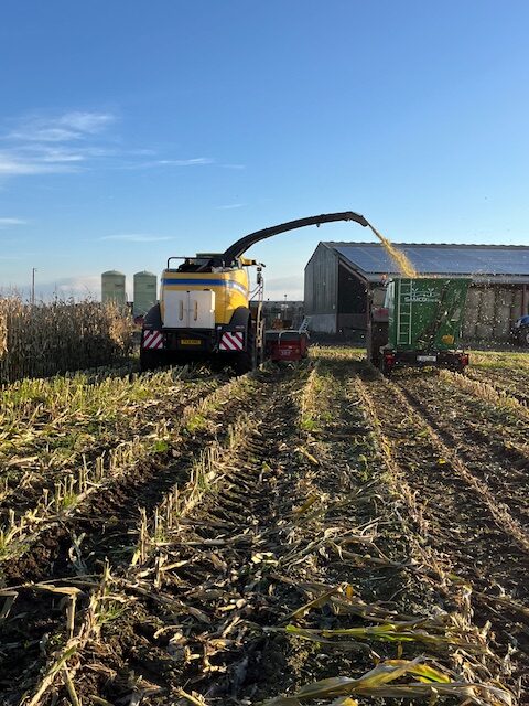 Maize Roughage Hutchinsons maize trials highlight drilling dates | Farm Contractor ...