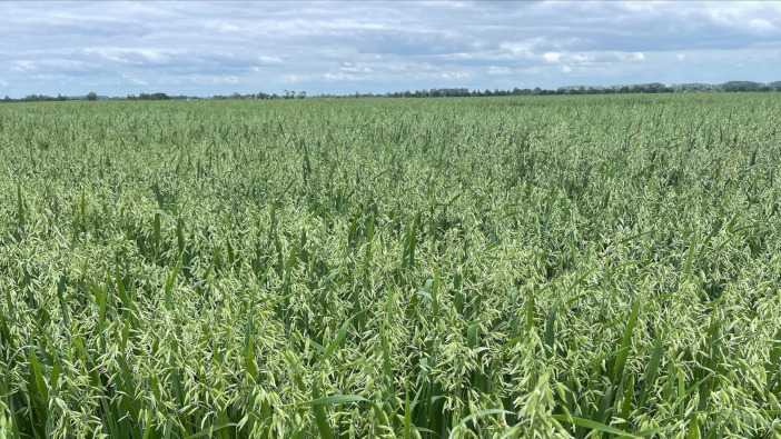 Lincolnshire farm achieves record breaking spring oat yields