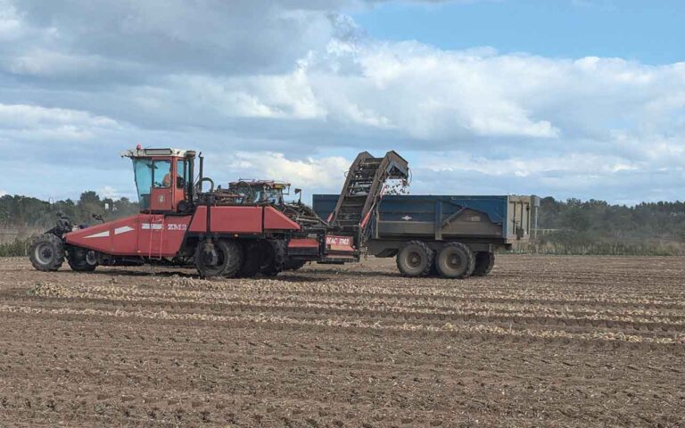 Award winner builds successful business with diversity Onion harvester in field