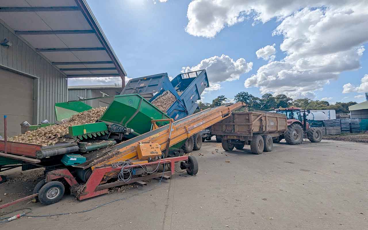 Onions being loaded into storage