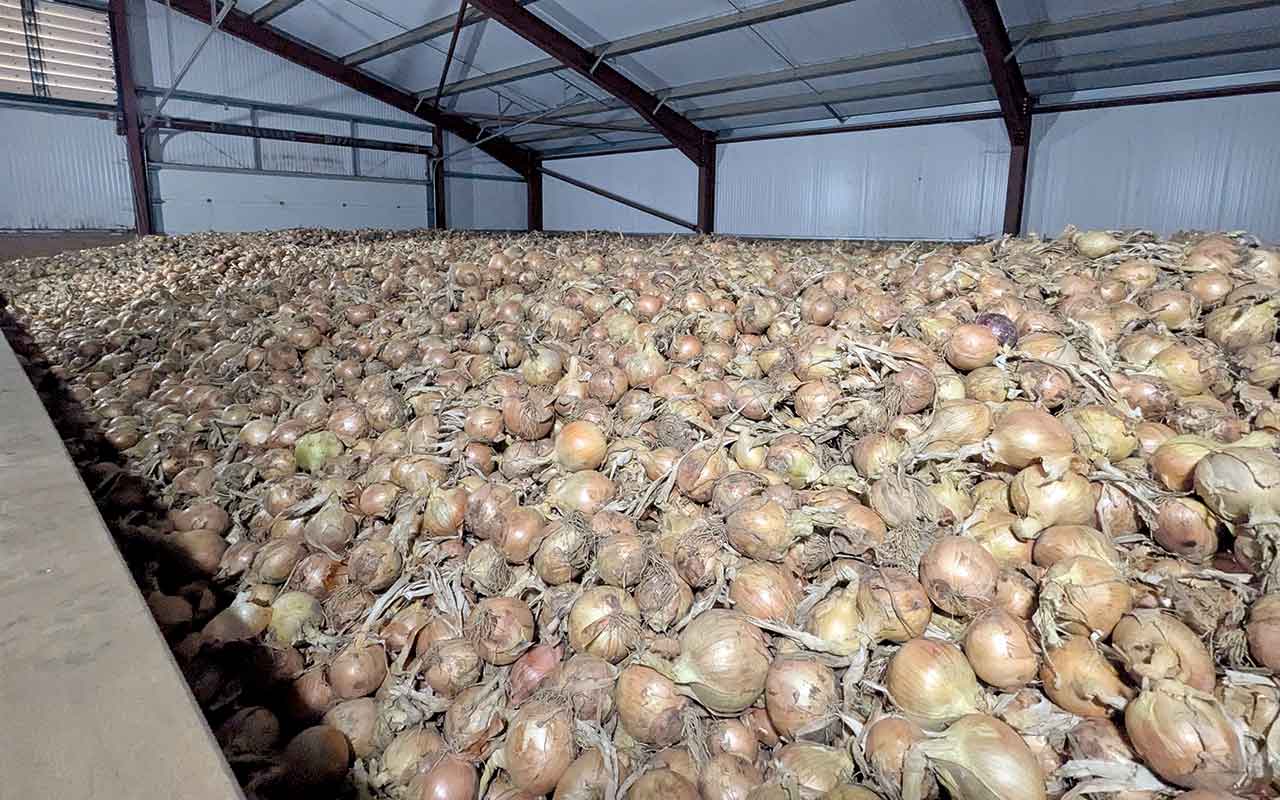 Onion in storage