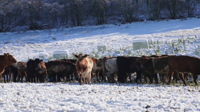 New forage crop project goes ahead on four farms