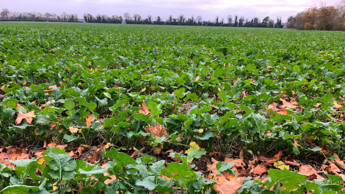 Pinnacle tops Recommended List for conventional rape