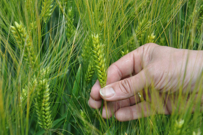 New Syngenta barley varieties make it onto Recommended List