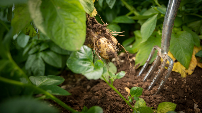 Yara partners with Branston to cut potato carbon footprint