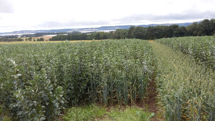 James Hutton Institute looks for trial farmers in new legume project