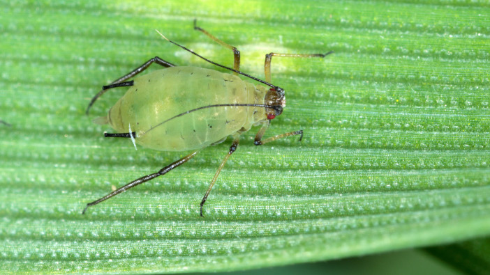 Farmers reminded of neonicotinoid alternatives