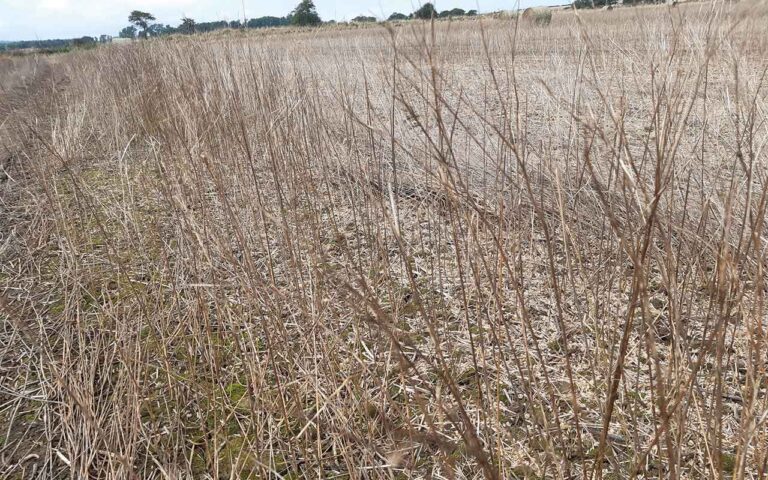 Müthing MU-Pro mulcher flail mower makes light work of linseed Linseed crop