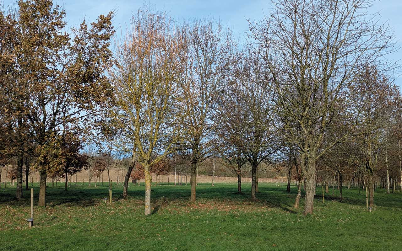 Natural burial grounds