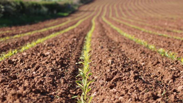 Maize performance could be hampered by cold nights