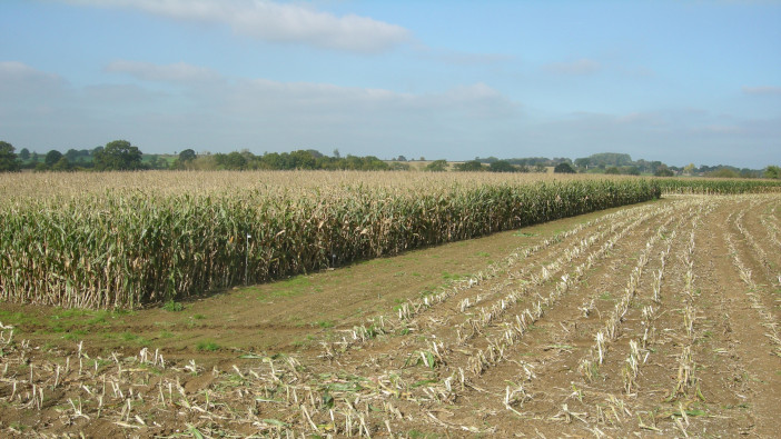 Using data to guide maize variety decisions