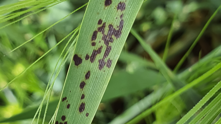 Dry conditions complicate barley disease control