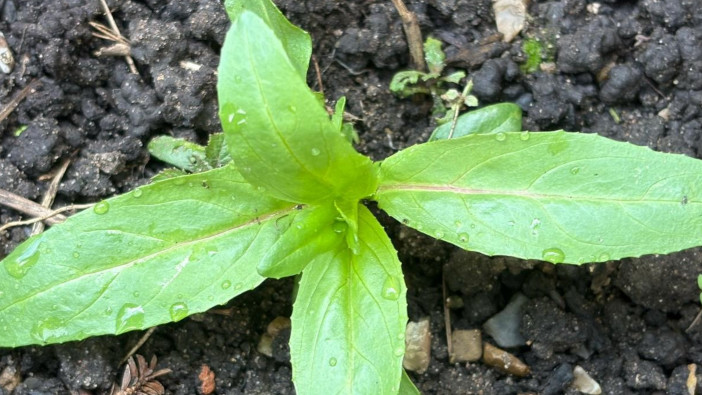 Growers urged to tackle willowherb in cereal crops this spring