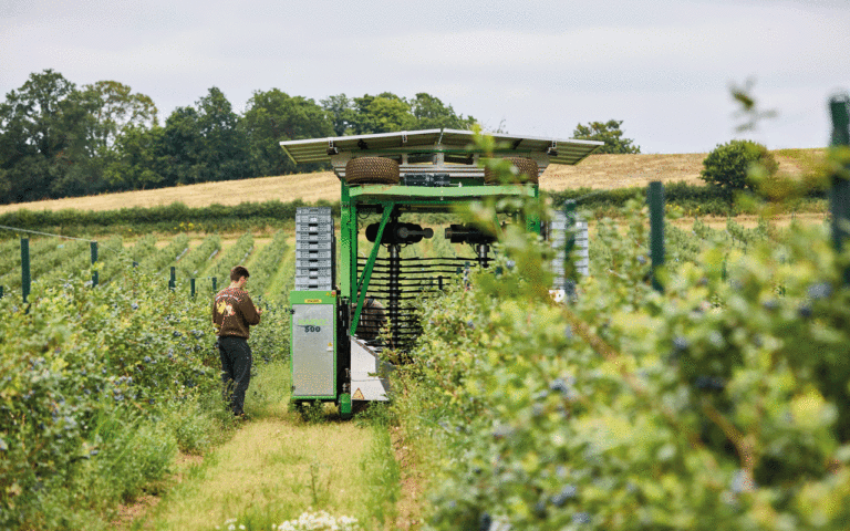Forward-thinking approach to boost berry production Blueberry harvester