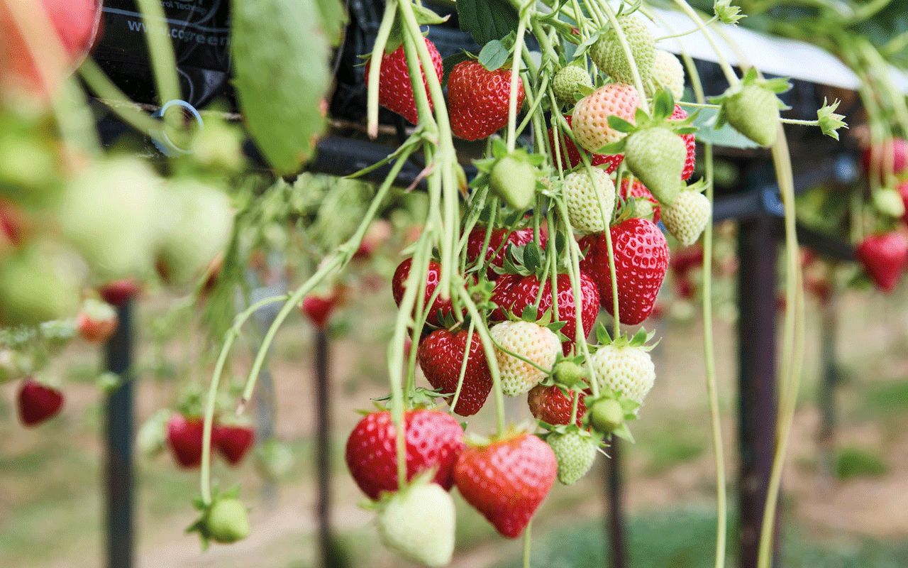 Strawberries