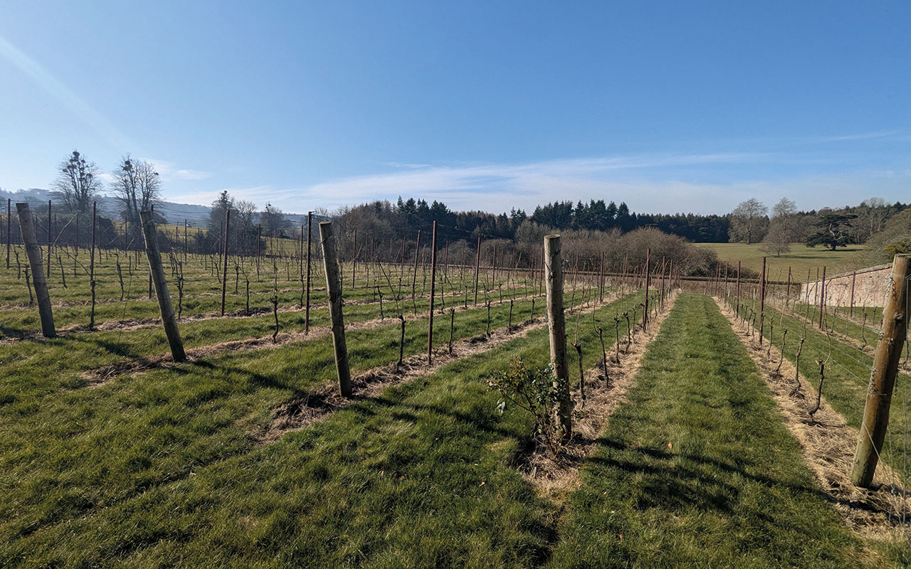 The estate has further diversified by establishing a small vineyard