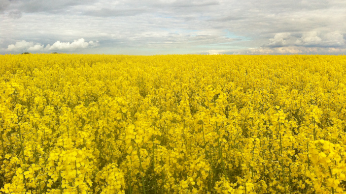 Managing nitrogen effectively under new urea rules