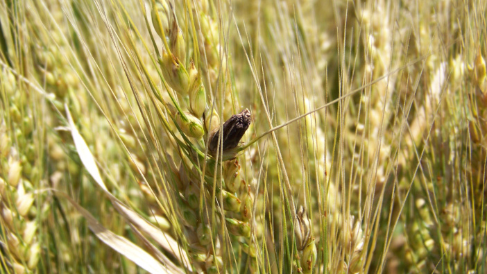Ergot management in cereals improved with updated guidance