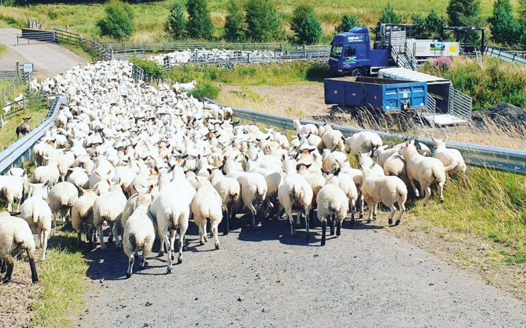 Sheep-dipping business helps fight scab Sheep-dipping unit