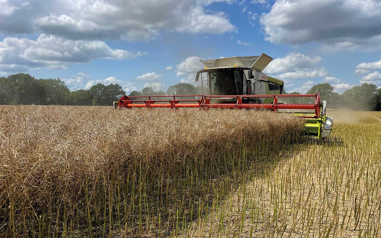 Oilseed rape harvesting