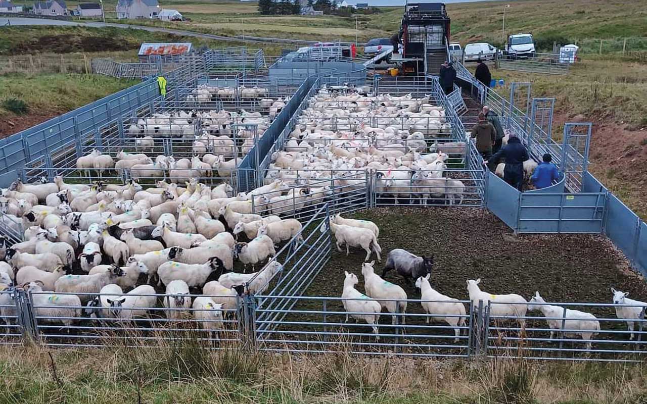 cage-dipping unit