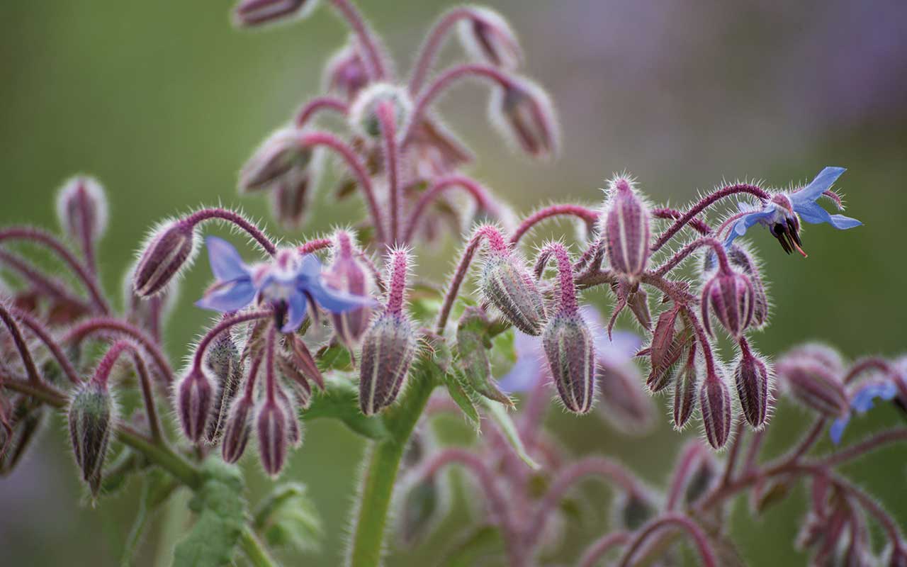Borage in flower