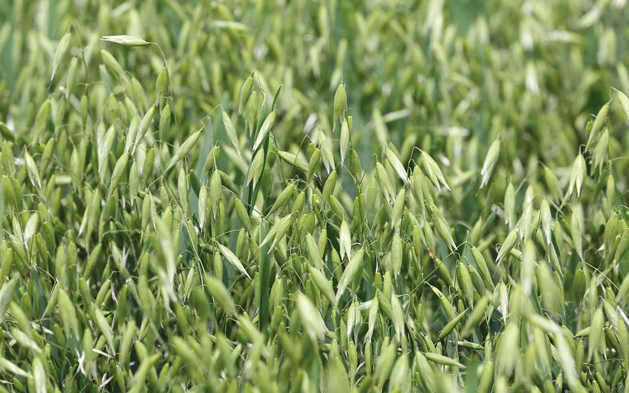 Naked oats crop
