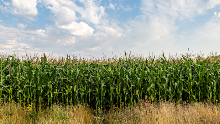 Can energy crops add resilience to your business?