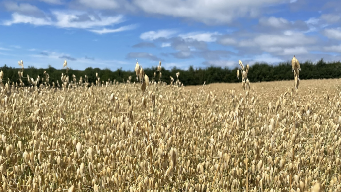 Senova gets five new varieties on Recommended List