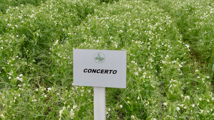 NPZ yellow pea varieties meet market demand