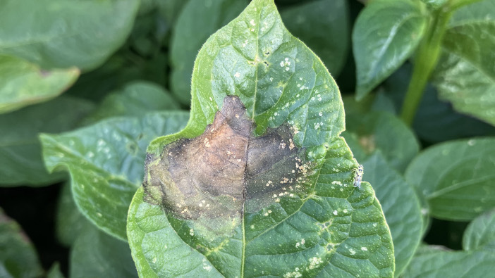 Trial data indicates biostimulant benefits against blight