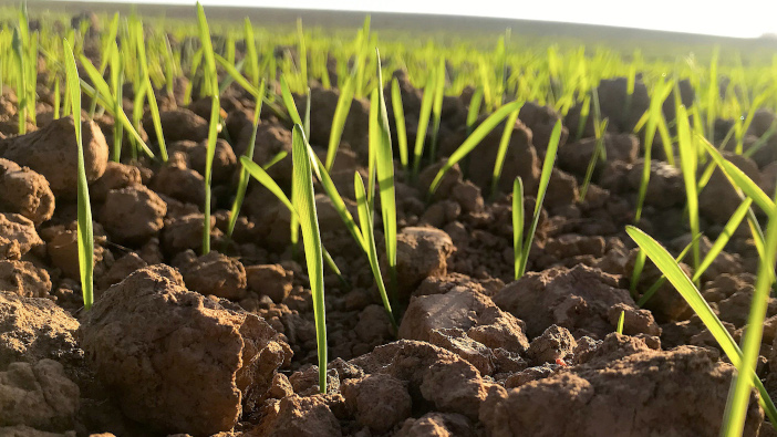 Early weed control essential if dry springs continue