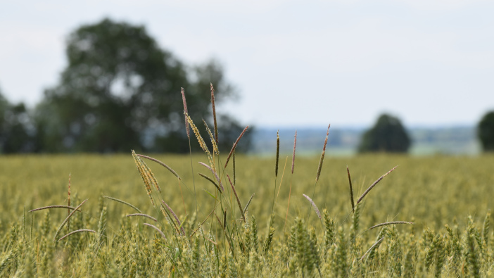 Hutchinsons advises on better blackgrass control