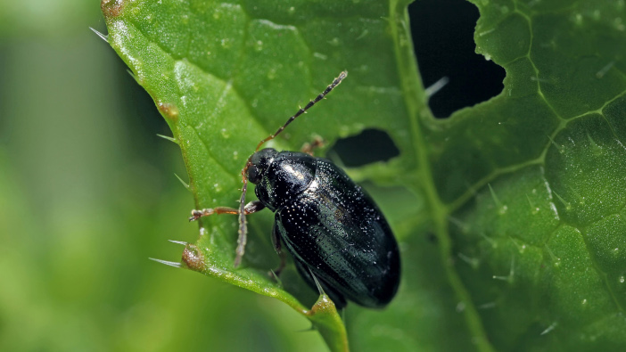 New trial suggests that oilseed resilience reduces flea beetle pressure