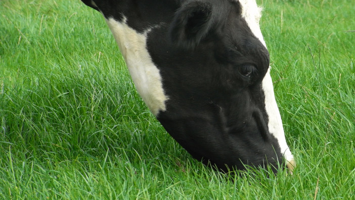 Autumn reseeding could ease spring forage woes